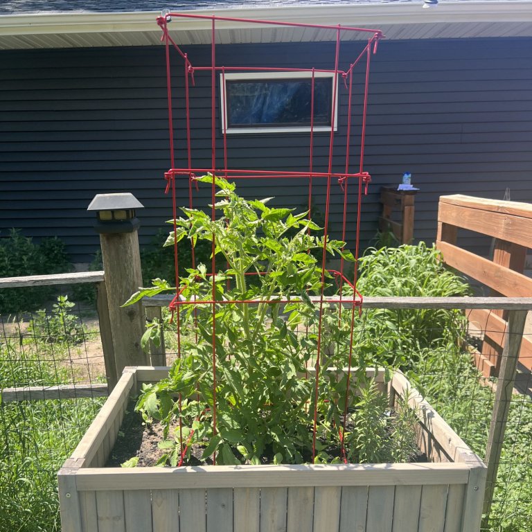 The Gardener’s Supply Company Tomato Cages installed in a raised garden bed and supporting a growing tomato plant during testing