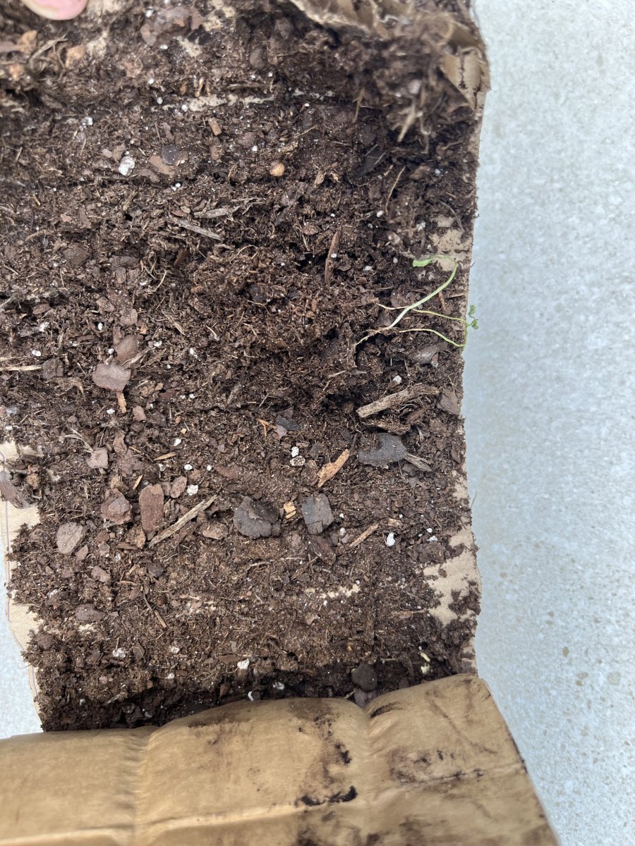 Weak seedlings in unrolled seed snail with dry soil