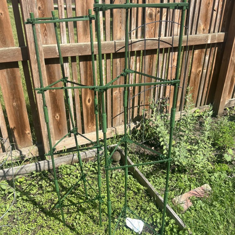 K-Brands Extra Tall Tomato Cage installed outdoors during testing