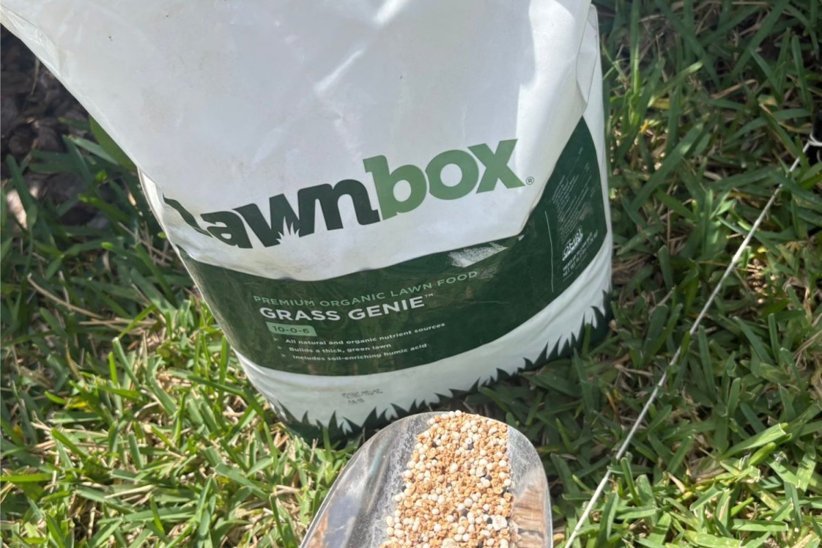 A product tester holding a scoop of Lawnbox fertilizer next to its bag and over grass during during testing