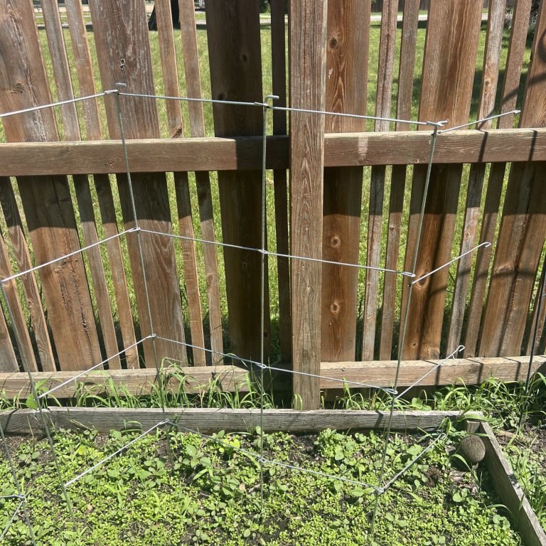 The MTB Galvanized Square Folding Tomato Cage installed outdoors for testing