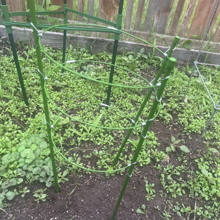 The Mimeela Tomato Cage supporting an in-ground tomato plant during testing