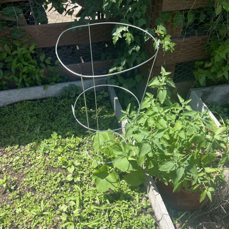 Panacea Products Tomato and Plant Support Cage supporting a growing tomato plant during testing