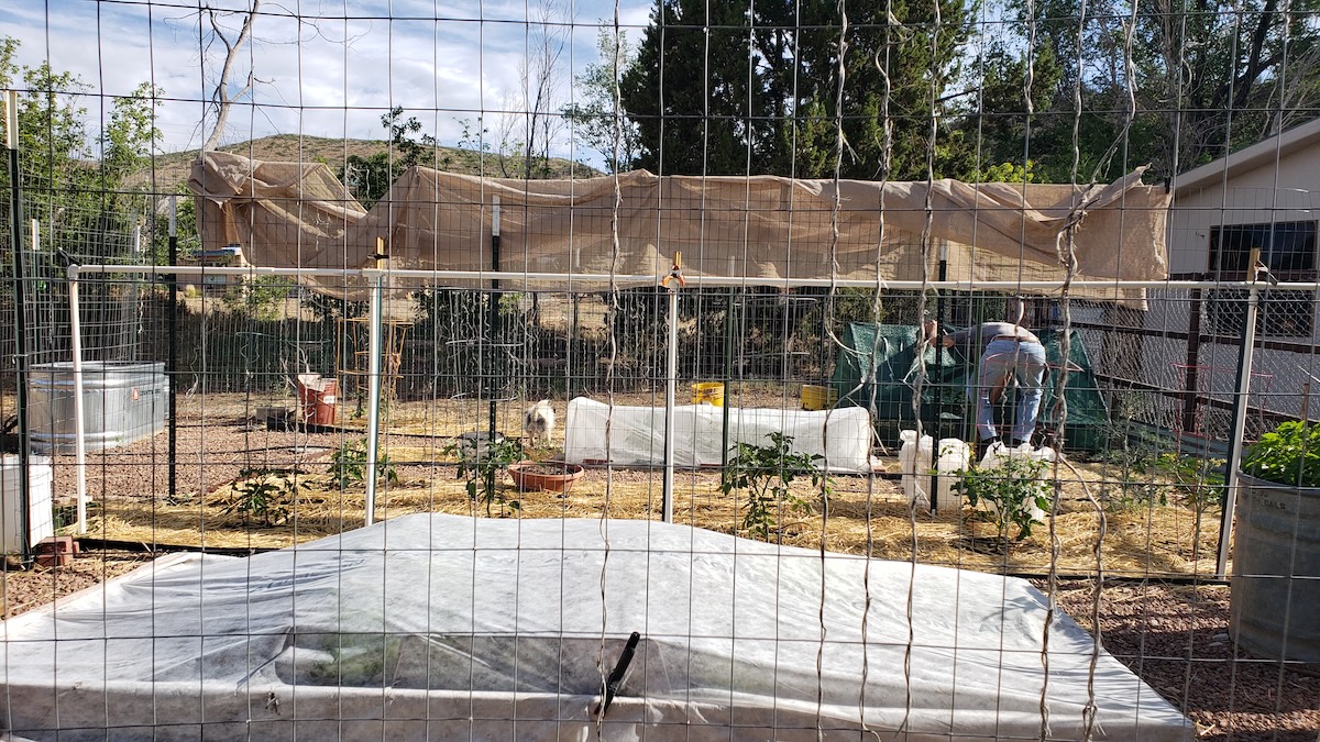 A large vegetable garden with straw mulch, shade cloth, and row covers to protect plants for excess heat.
