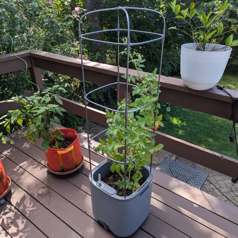 The Vego Garden Tomato Planter growing a tomato plant during testing