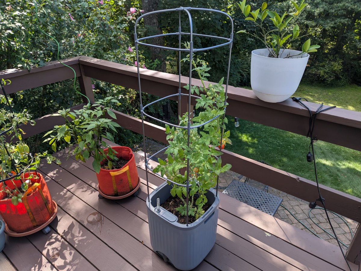 Several of the best tomato cages installed in containers to support growing tomato plants