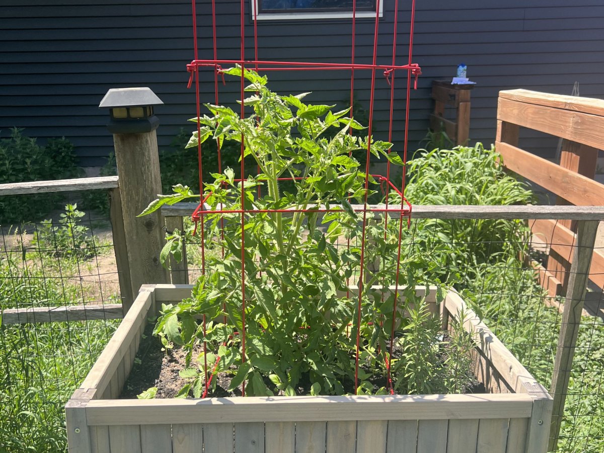 The Gardener’s Supply Company Tomato Cages  in a raised garden bed supporting tomatoes during testing