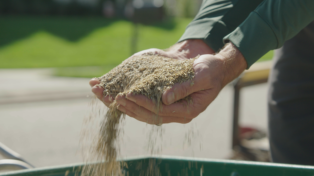 Hands holding grass seed ready to overseed a residential lawn.