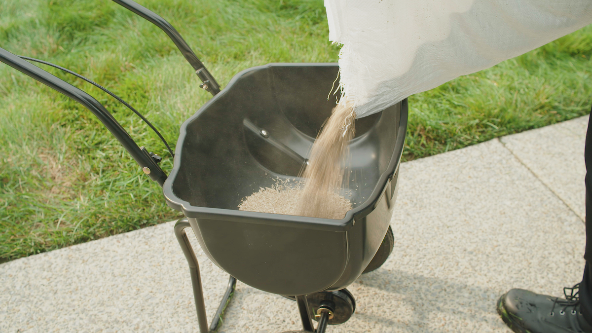 Filling a seed spreader with grass seed.