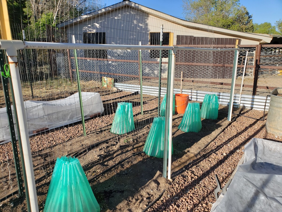 Walls of water around several vegetable plants to keep them warm during cold spells.