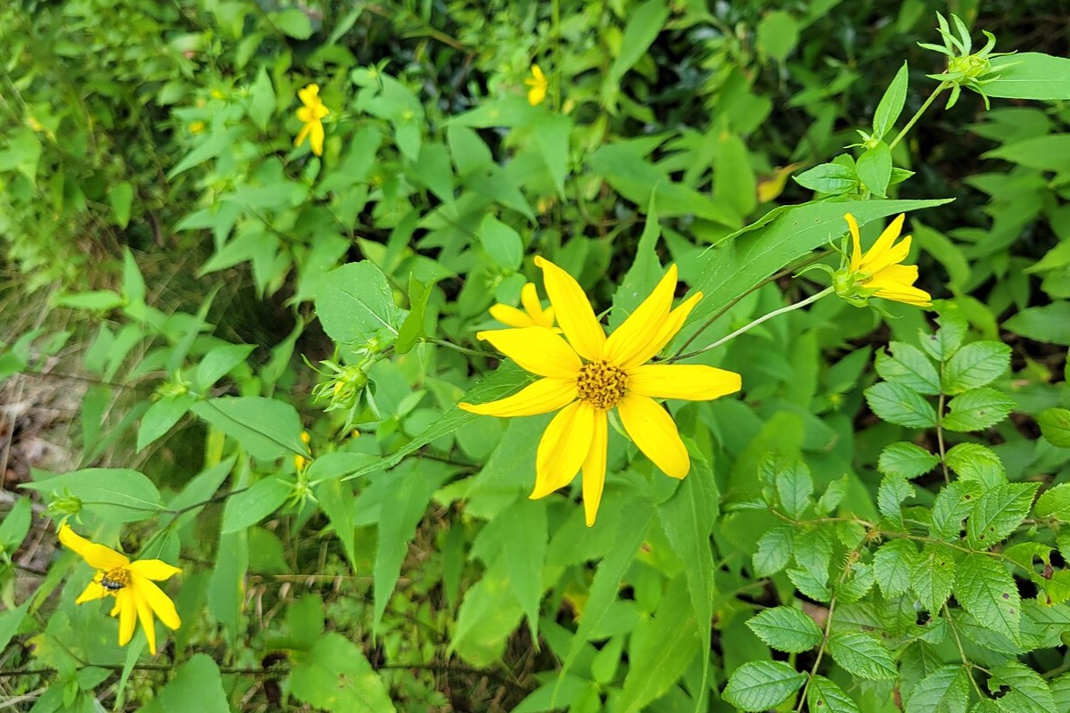 Native sunflowers with small yellow blooms.