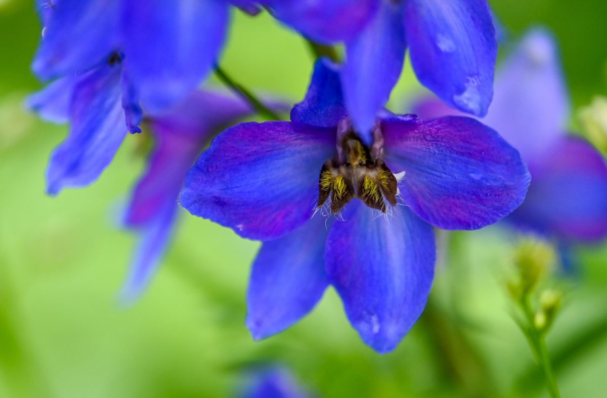 Closeup of an alpine delphinium flower in blue color