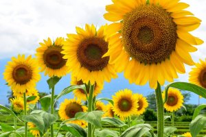 A group of tall mammoth sunflowers.