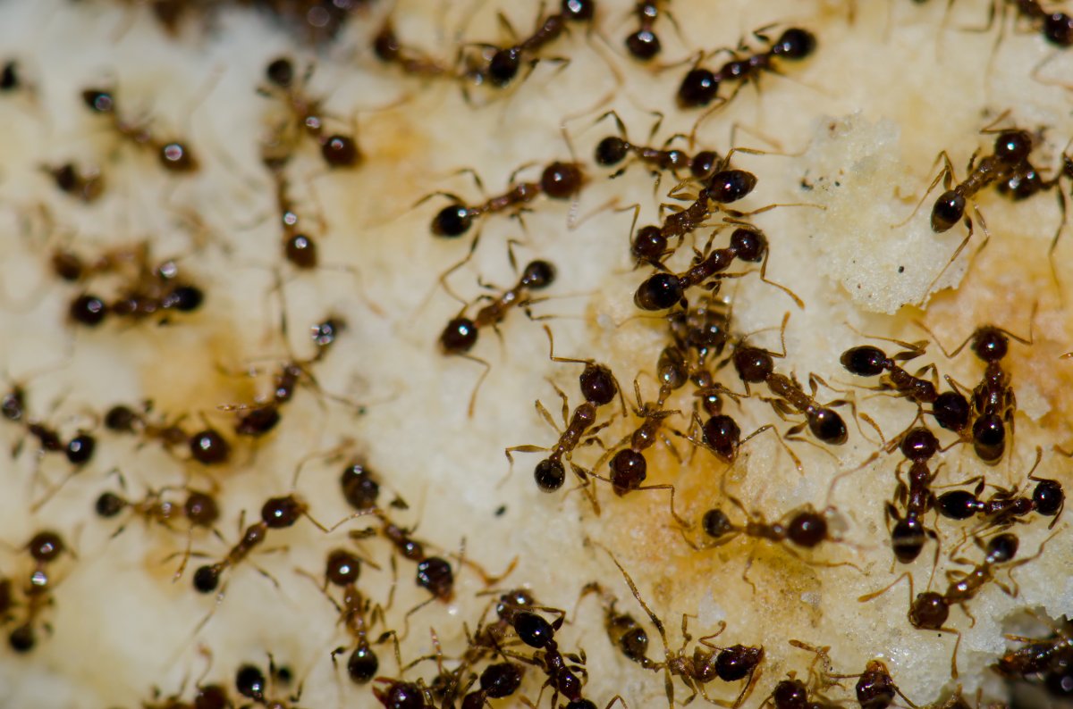 Argentine Ants