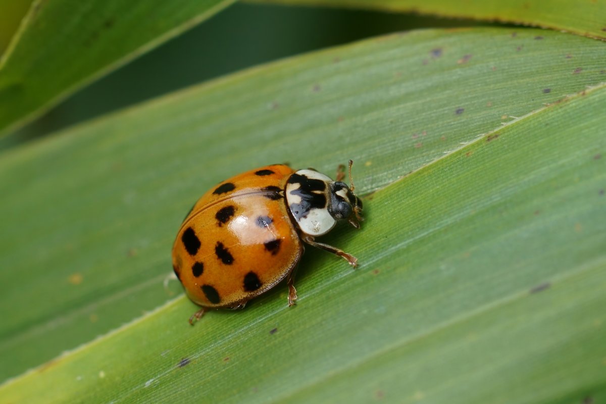Closeup on the invasive multicoloured or Asian lady beetle sitting on a green leaf.
