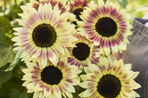 Group of sunflowers with light red color on the petals.