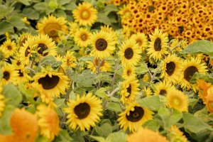 A large group of dwarf sunflowers in the garden.