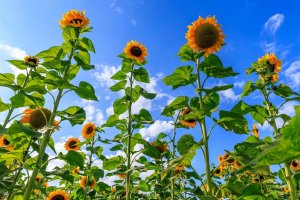 A group of very tall sunflowers against the blue sky.