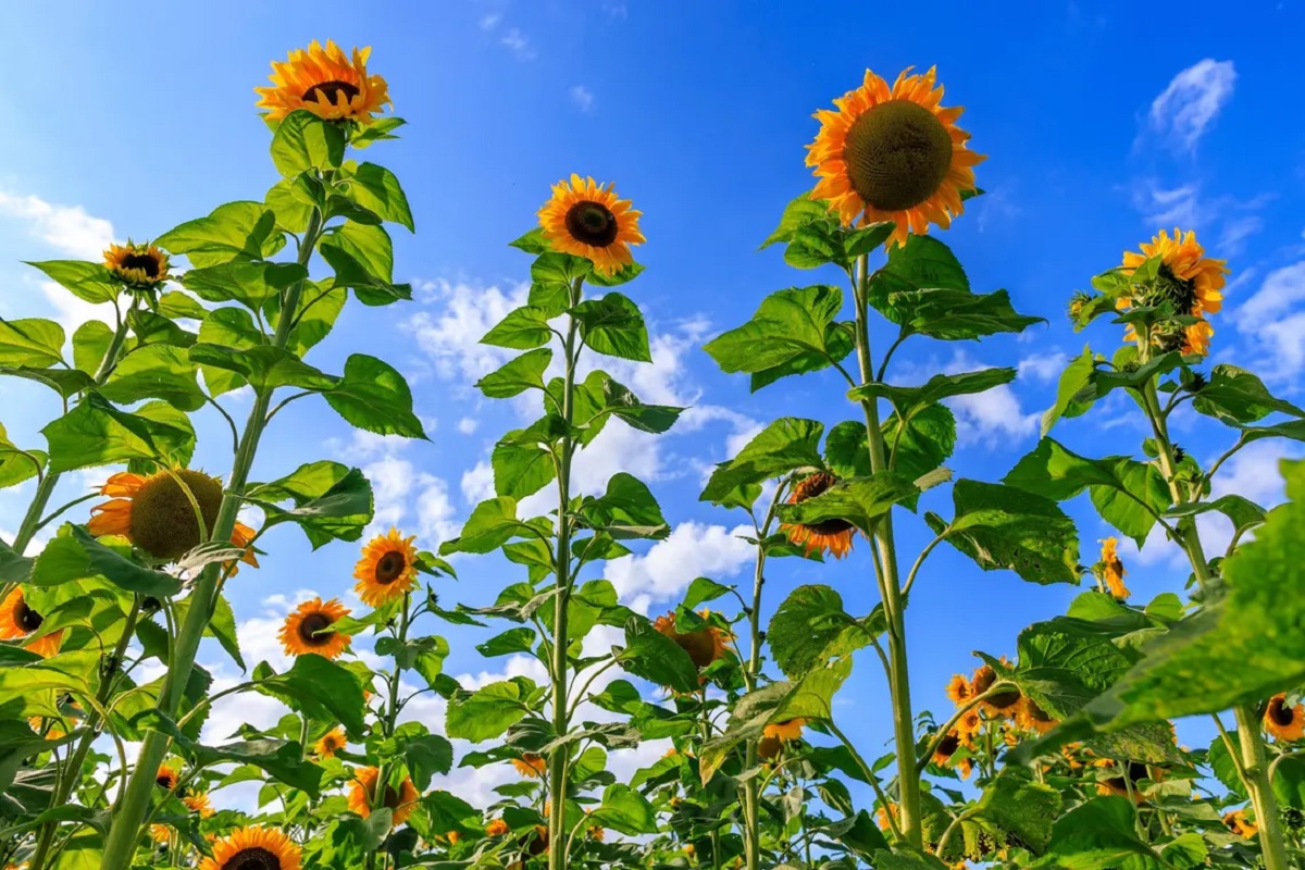 A group of very tall sunflowers against the blue sky. 