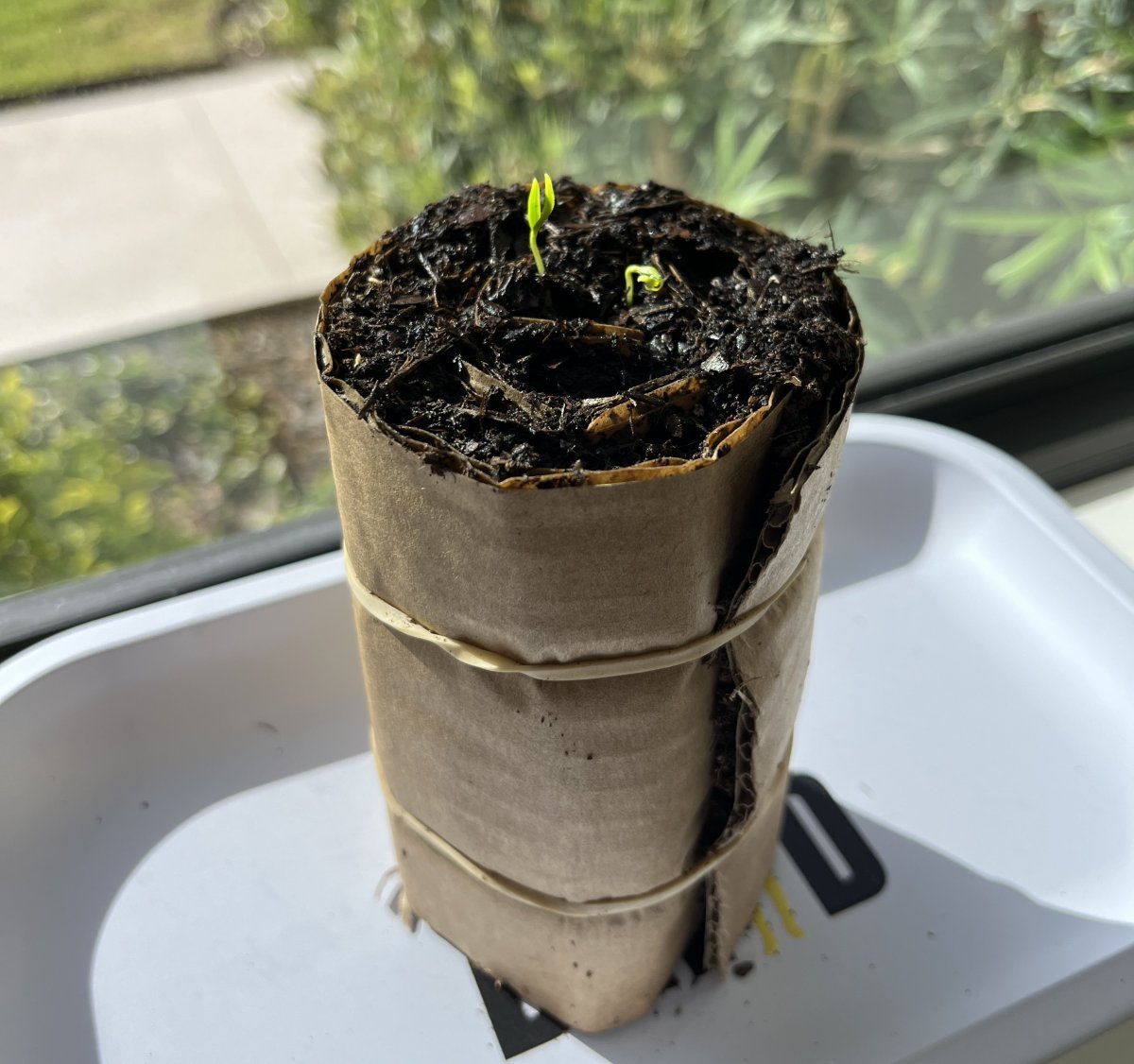 Closeup of sprouts growing in seed snail on windowsill