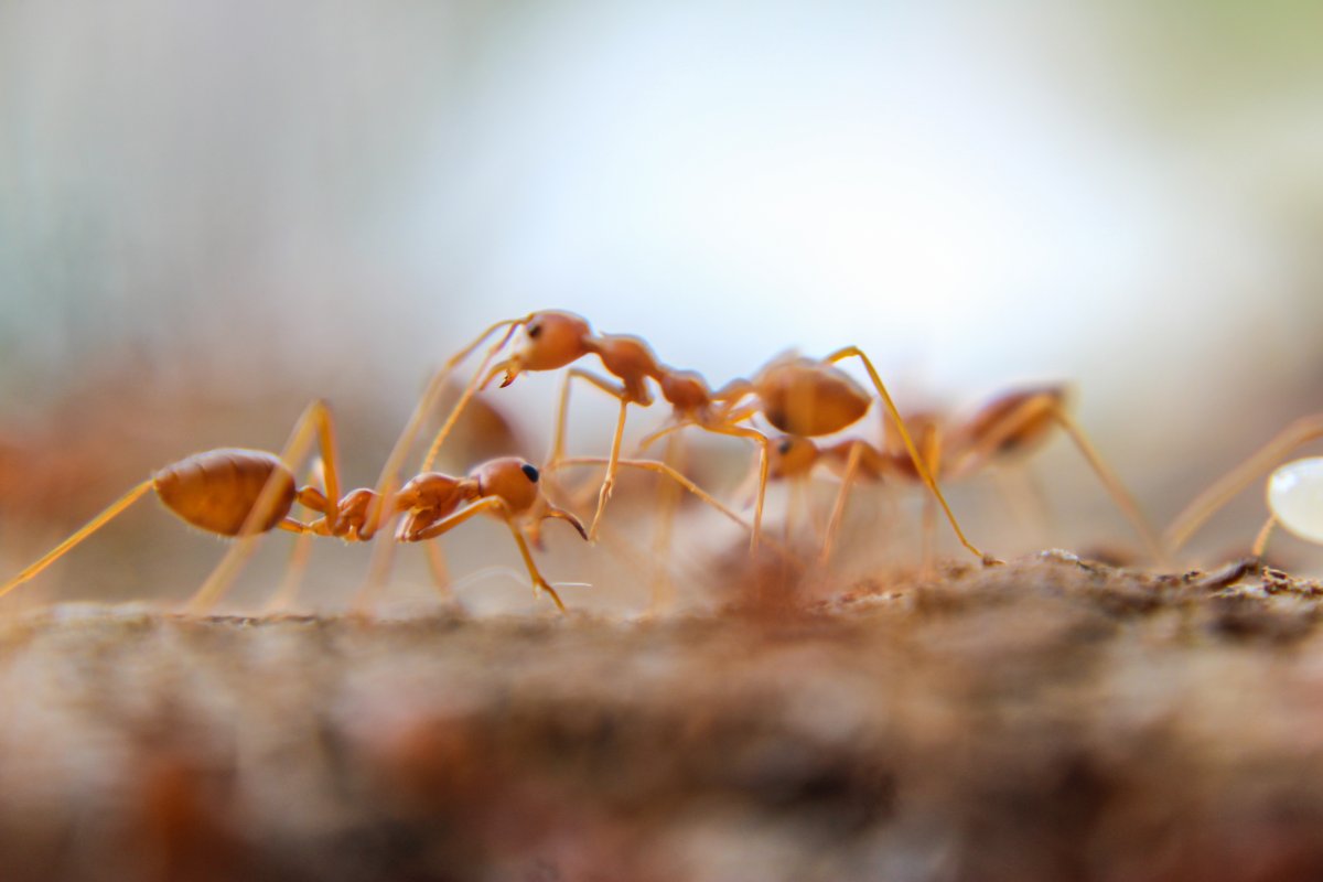 Red imported fire ants.