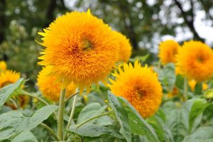Giant sungold sunflowers growing tall in the garden.