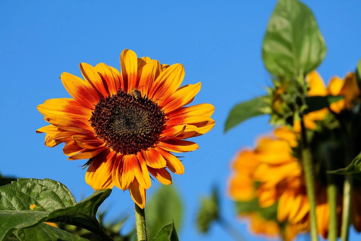 Sunflower petals with a dark center and petal shades to resembling summer sunsets
