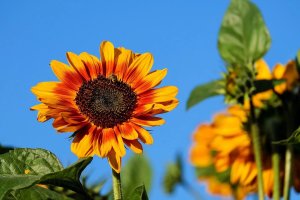 Sunflower petals with a dark center and petal shades to resembling summer sunsets