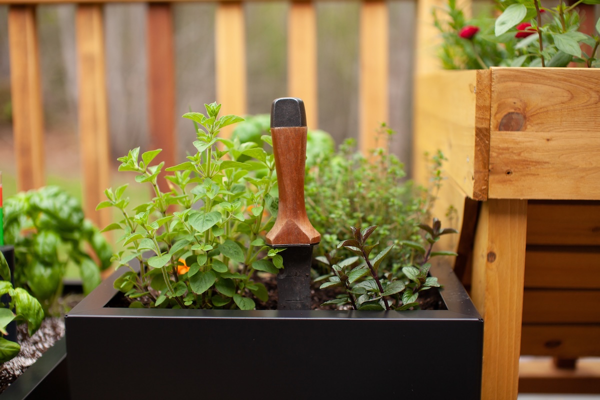A hori-hori gardening tool stuck into a garden bed to measure a plant.