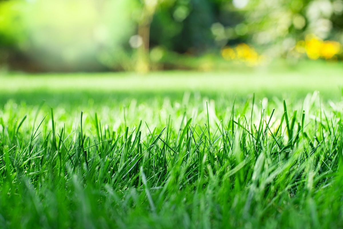 Lush grass growing in a suburban residential lawn.