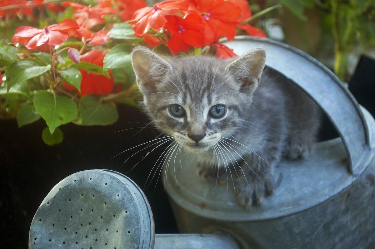 A kitten on a watering can in a home garden.