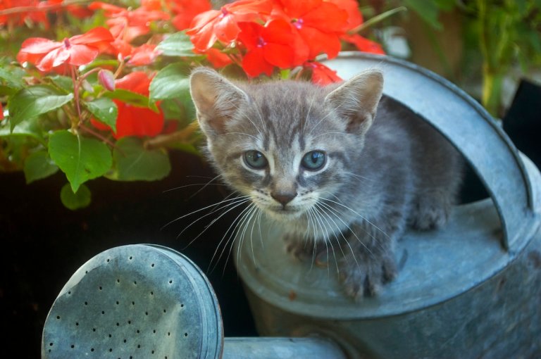A kitten on a watering can in a home garden.