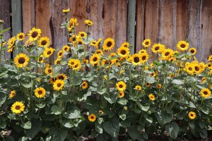 A large group of sunflowers with bright golden-orange petals with a brown chocolate centers in front of a fence.