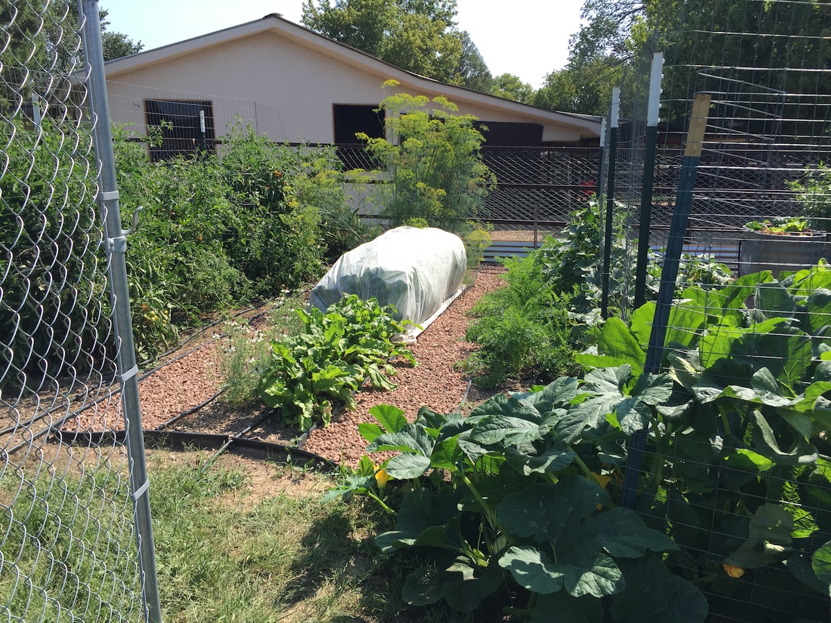 Peak season vegetable garden with plants shading other plants.