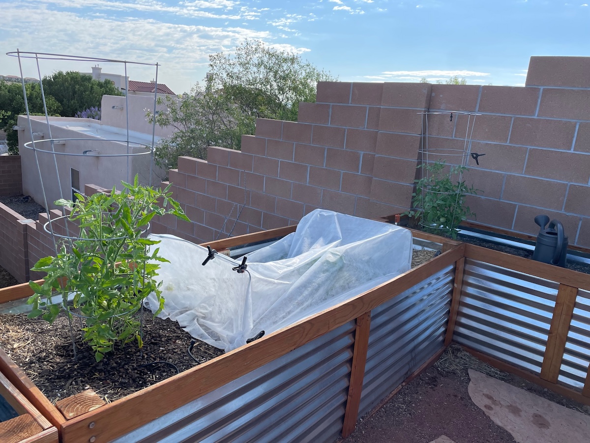 Raised bed vegetable gardens with mulch and row cover for protecting sensitive plants