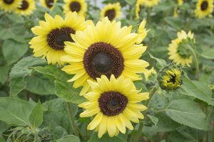 Sunflowers with short, round and lemon-yellow color petals.
