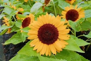 A group of short sunflower plants in the garden.