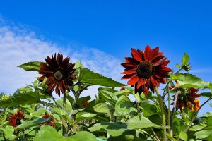Velvet queen sunflower with smooth, dark red petals.