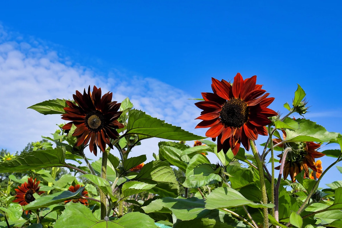 Velvet queen sunflower with smooth, dark red petals.
