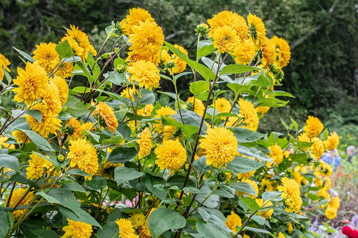 Sunflowers with globes of flowers on long, sturdy stems.