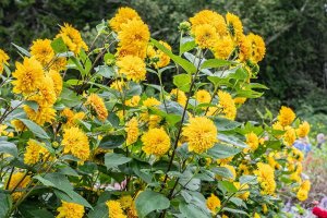 Sunflowers with globes of flowers on long, sturdy stems.