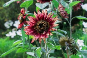 Sunflowers with dark wine-red and yellow petals.