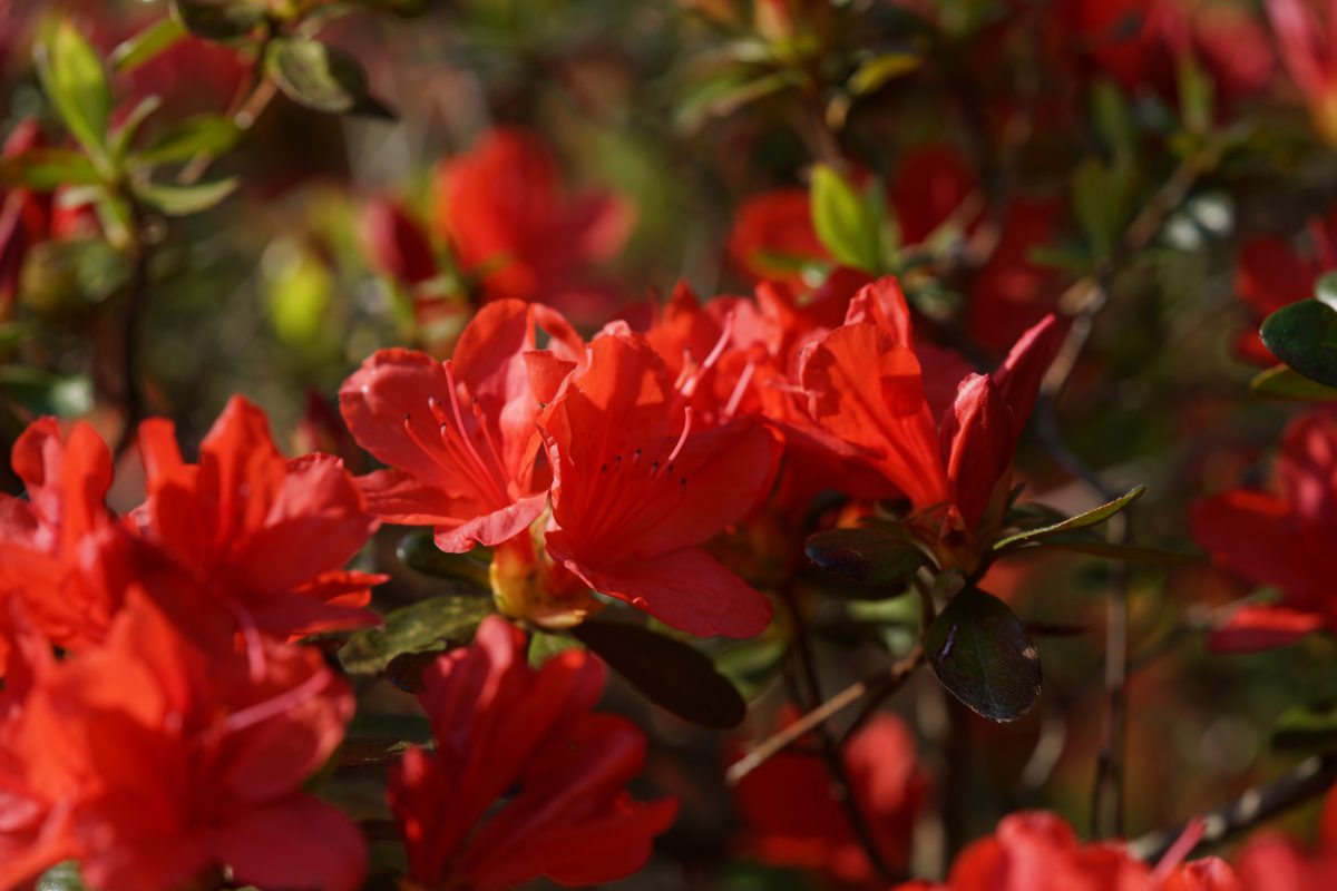 Red Azalea flowers in full bloom