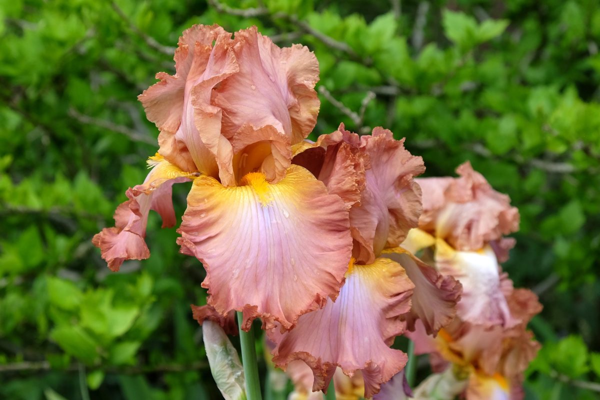 Bearded Iris in orange and yellow