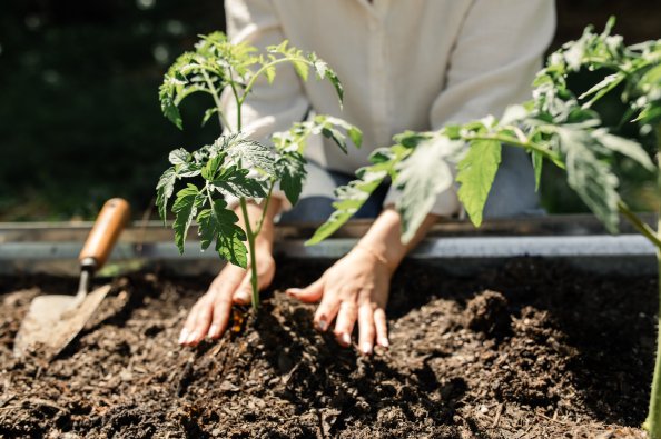 Gardener's hands planting tomato seedlings in raised garden bed