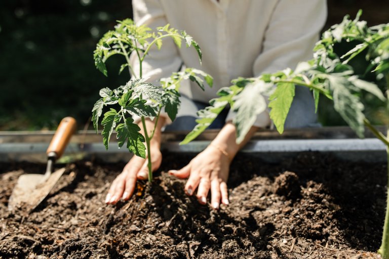 Gardener's hands planting tomato seedlings in raised garden bed