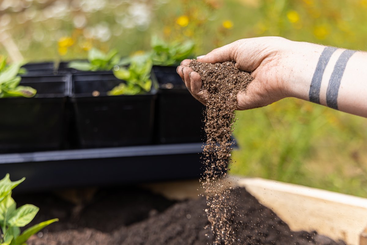 Gardener pouring soil into raised bed,