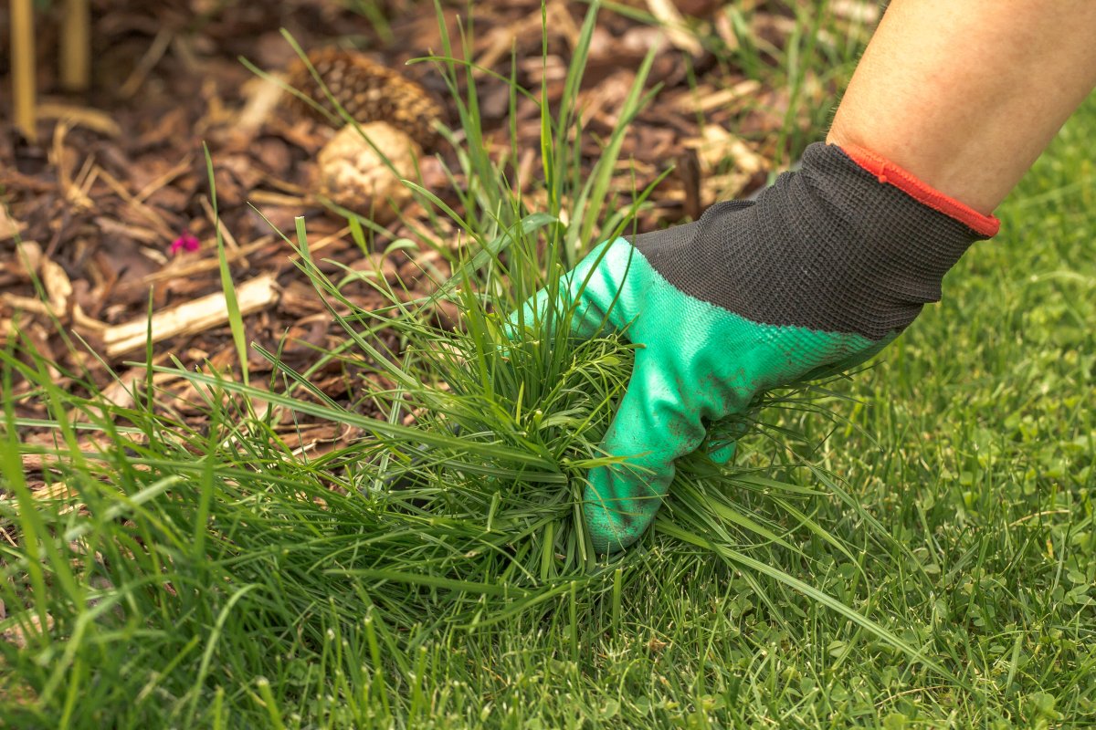 A hand in a green gardening glove pulling grass from a garden bed.