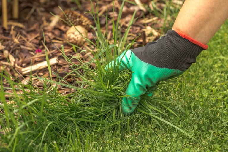 A hand in a green gardening glove pulling grass from a garden bed.