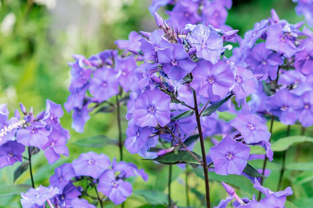 Flowering bush of blue perennial tall garden phlox.